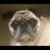 theprettypug